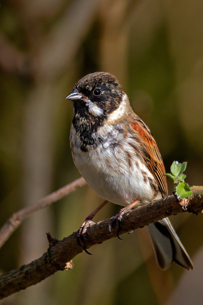 Reed Bunting