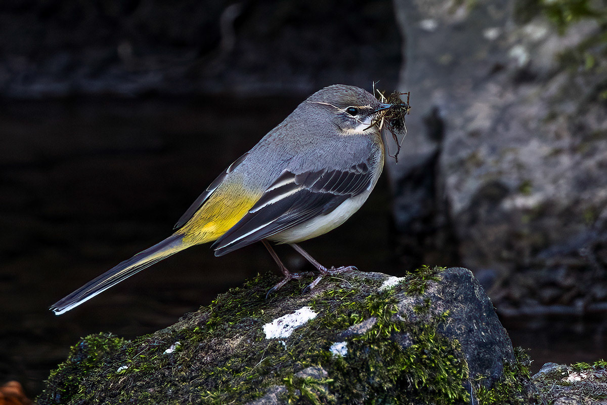 Grey Wagtail
