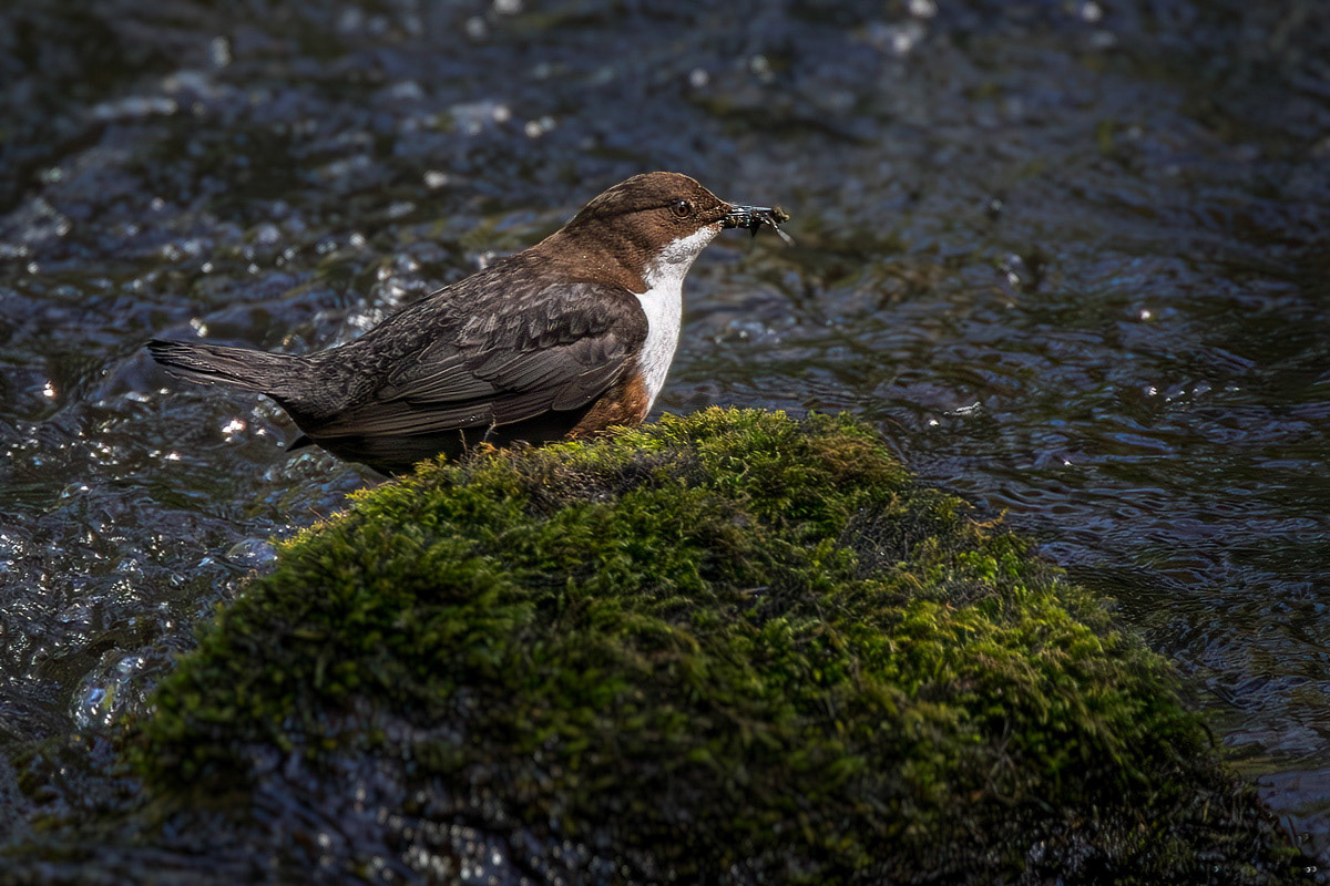 Dipper