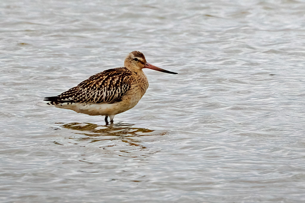 Bar-tailed Godwit