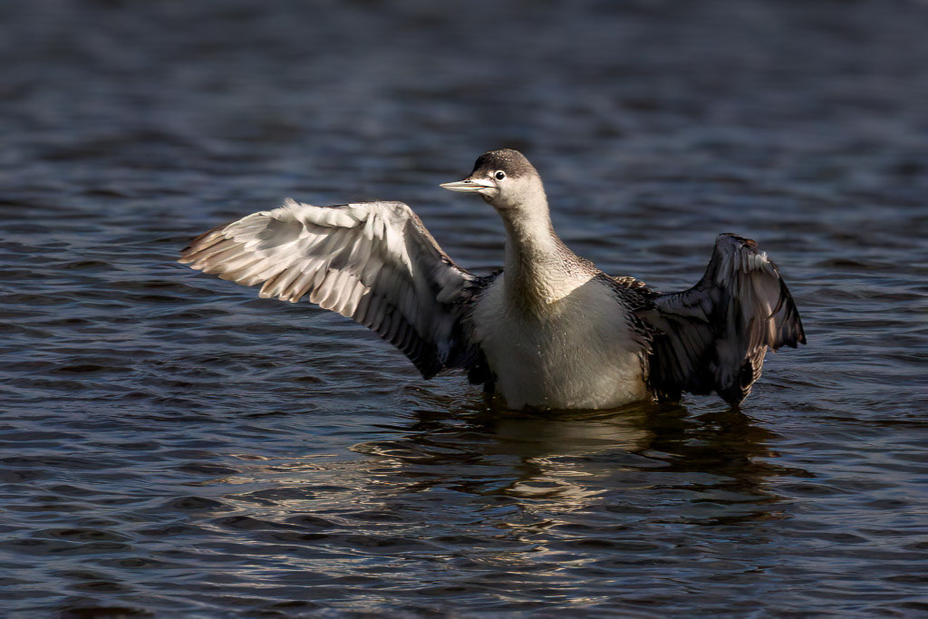 Red-throated Diver