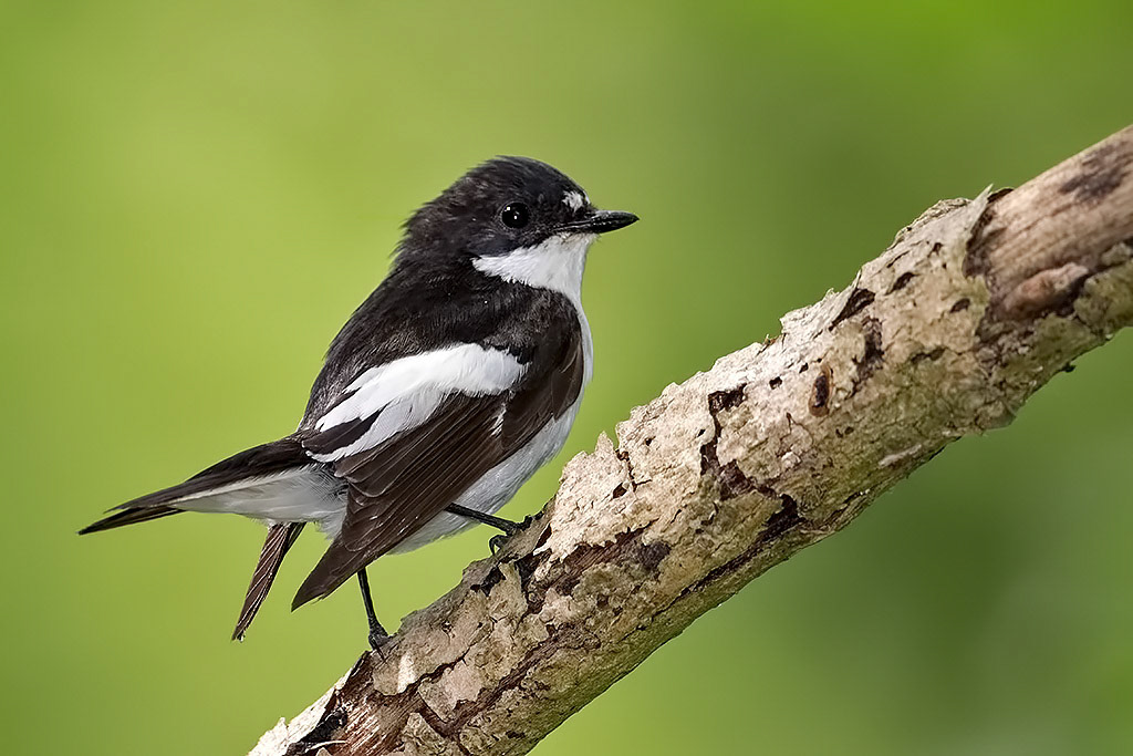 Male Pied Flycatcher