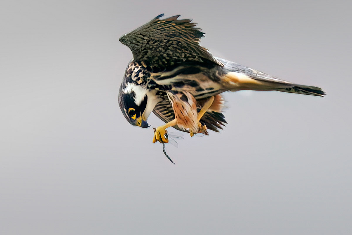 Hobby