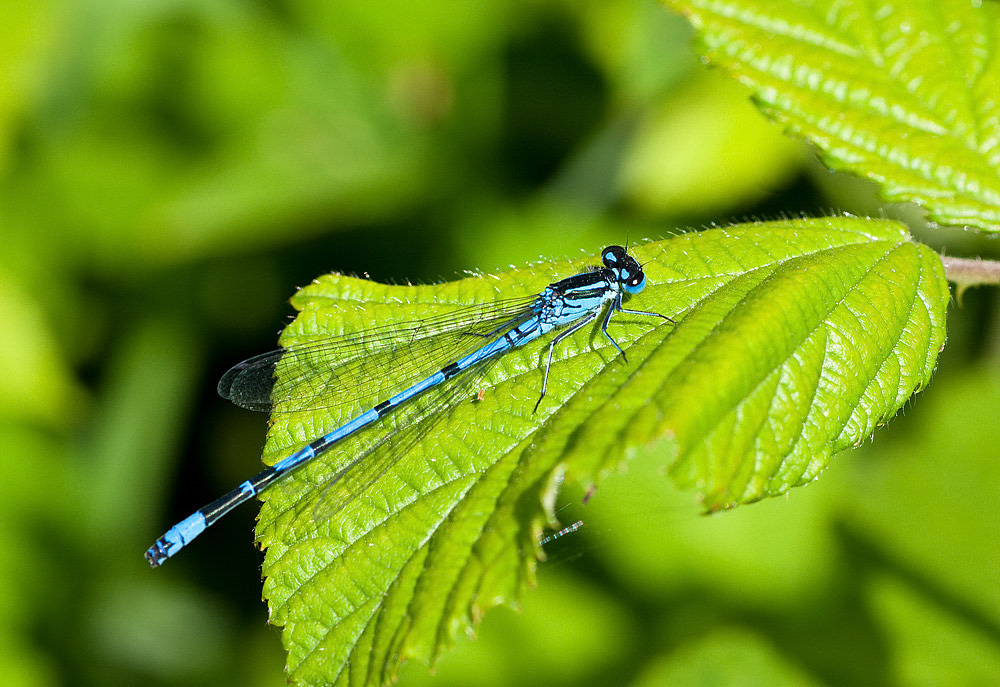 Azure Damselfly