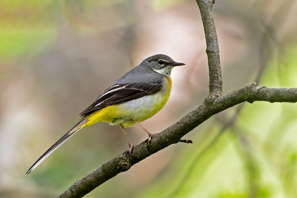 Grey Wagtail
