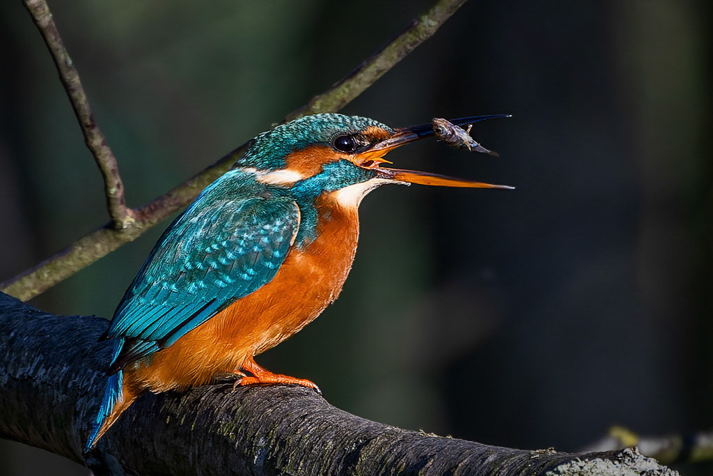 Kingfisher