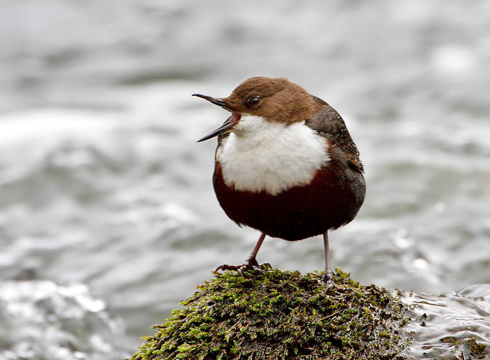Dipper