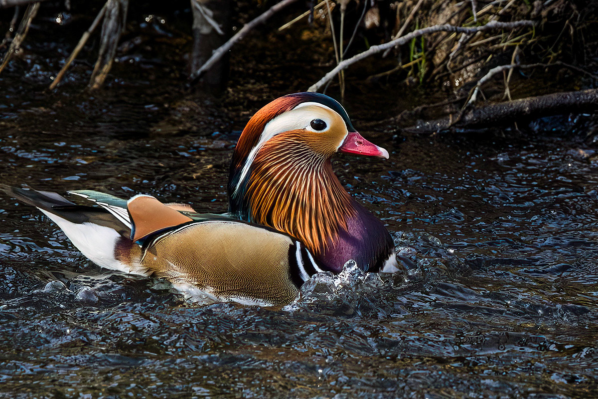 Mandarin Duck
