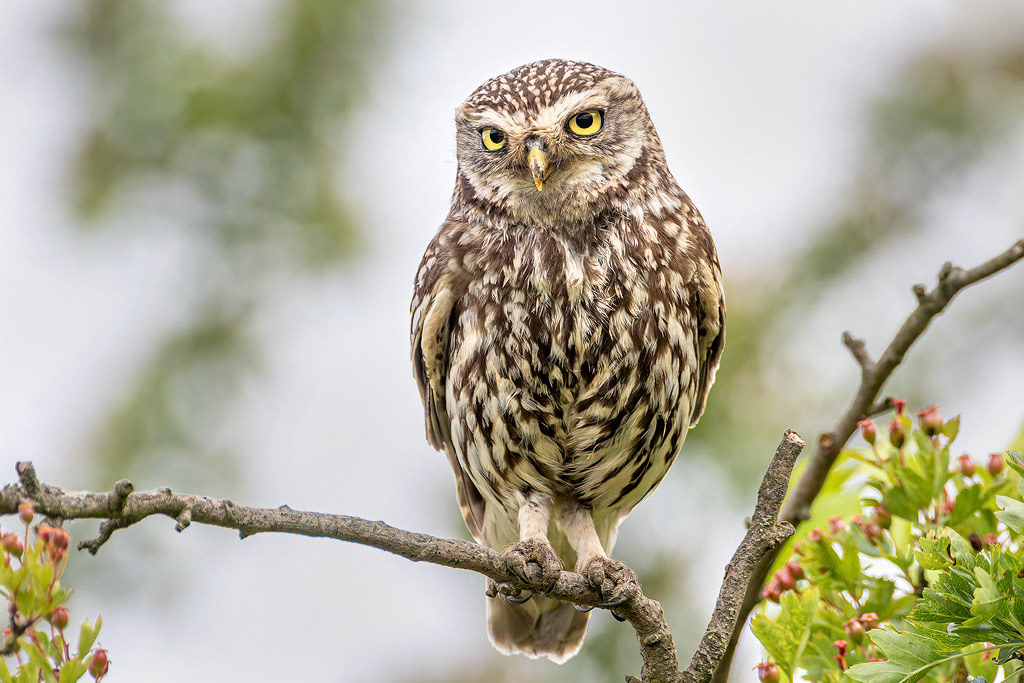 Little Owl