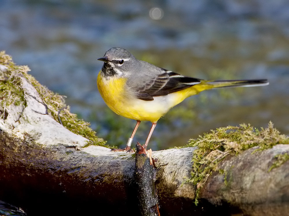 Grey Wagtail
