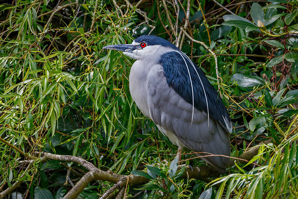 Black-crowned Night Heron
