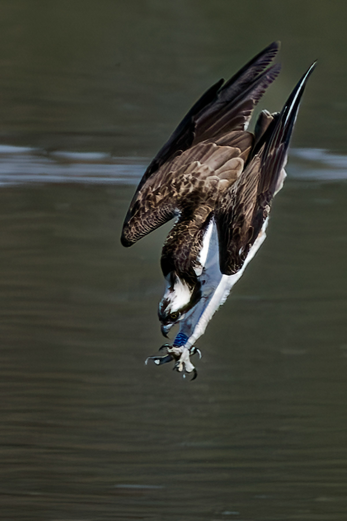 Osprey