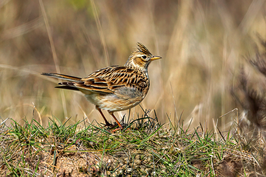 Skylark