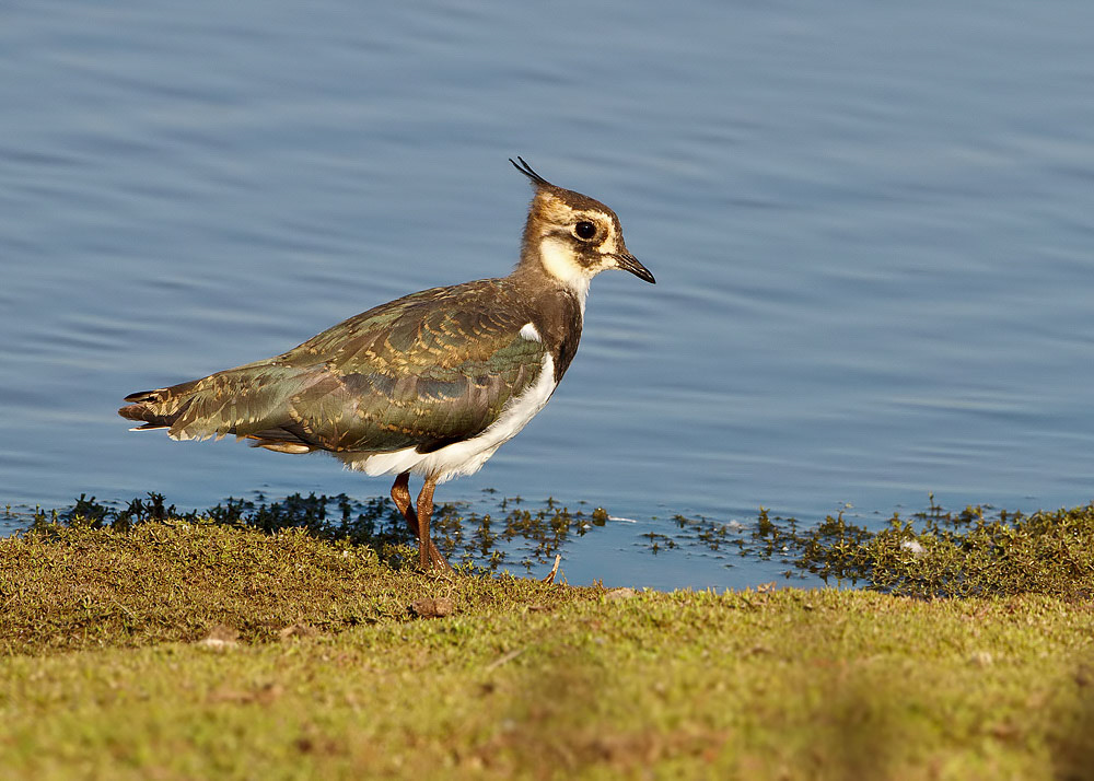 Lapwing