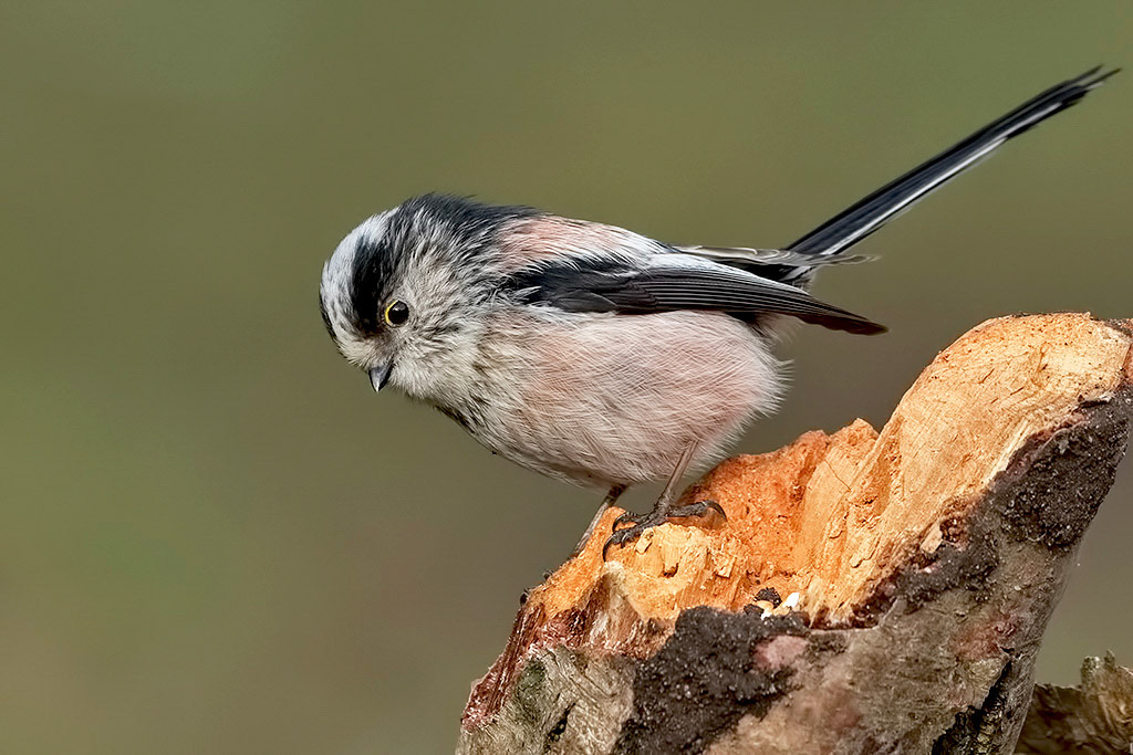 Long-tailed Tit