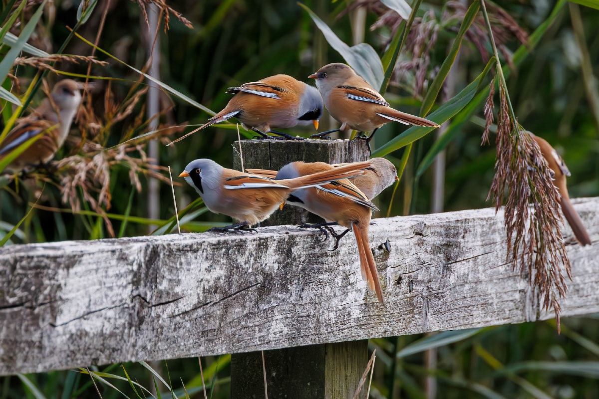 Bearded Tit