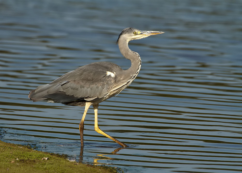 Grey Heron