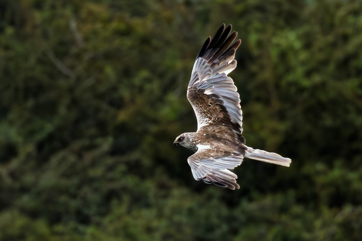 Marsh Harrier