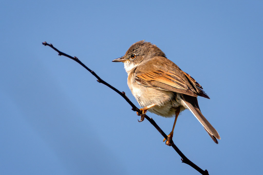 Common Whitethroat