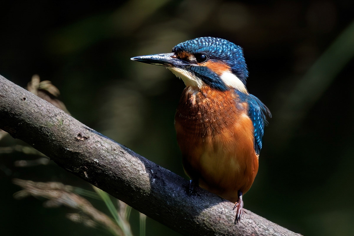 Kingfisher
