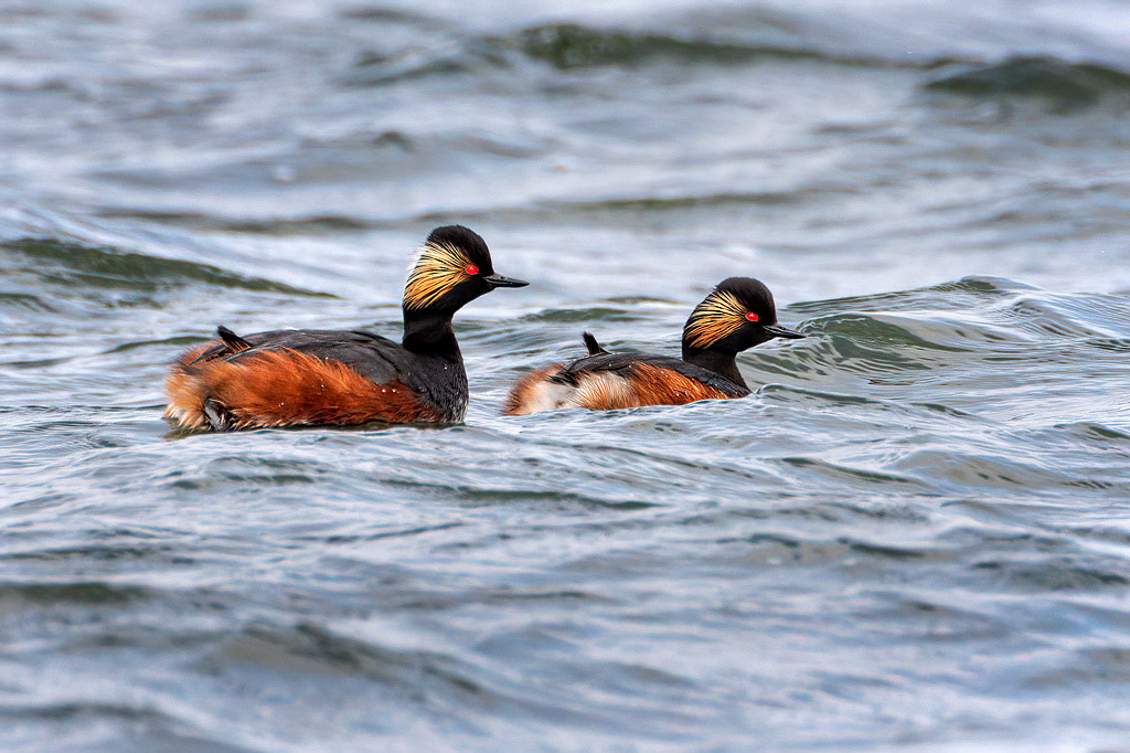Black-necked Grebe