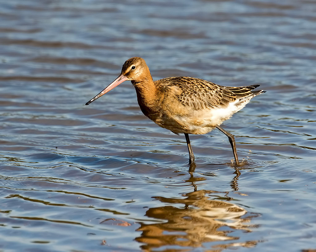 Black-tailed Godwit
