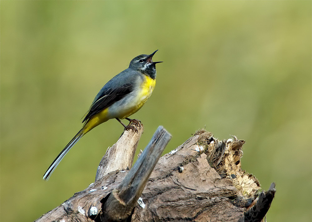 Grey Wagtail