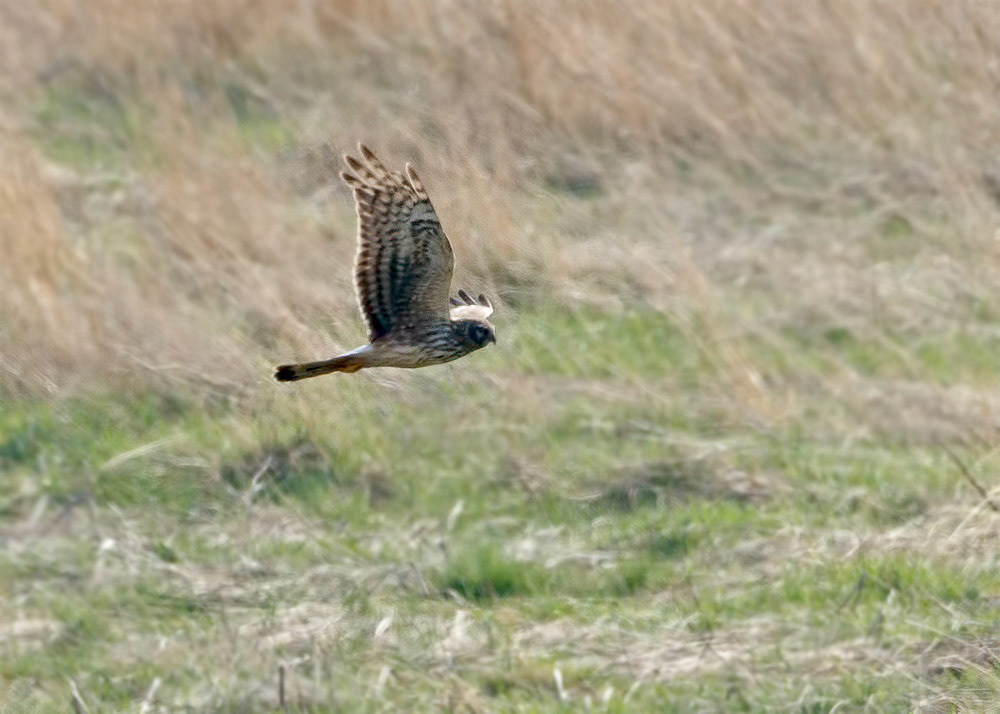 Hen Harrier