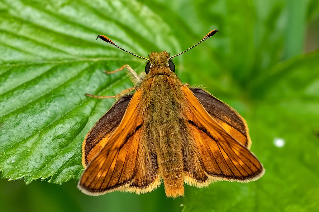 Large Skipper
