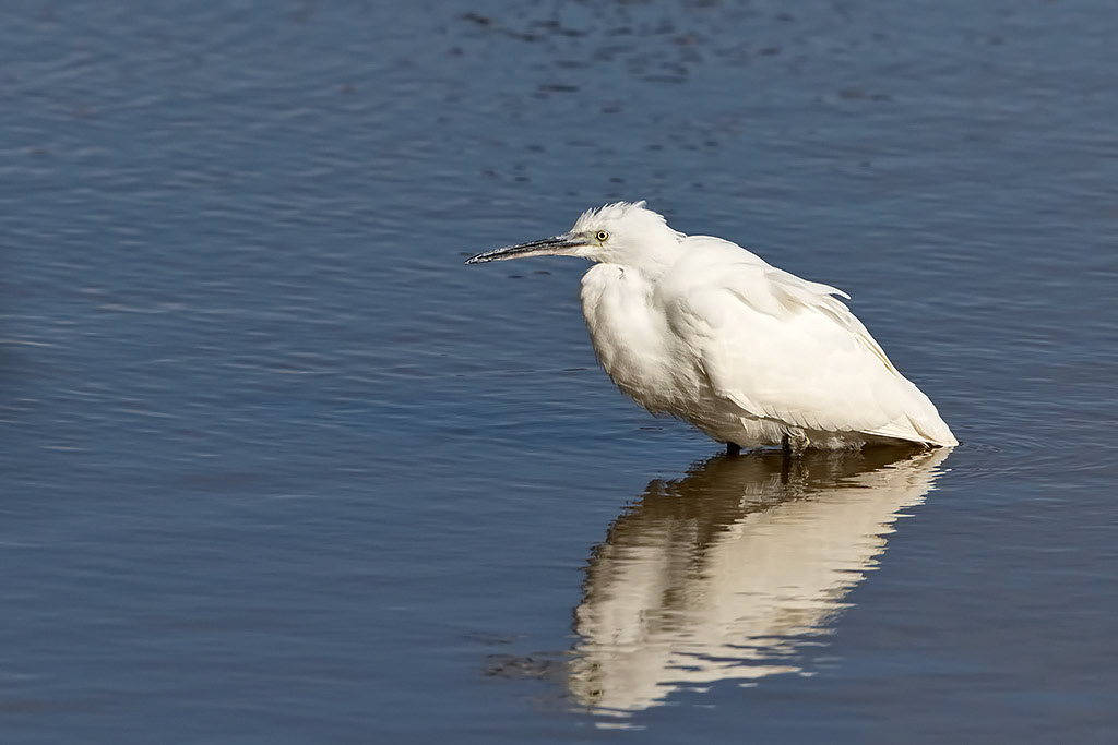 Little Egret