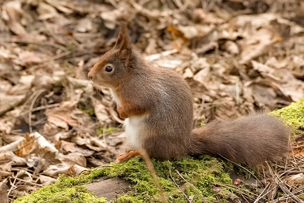 Red Squirrel
