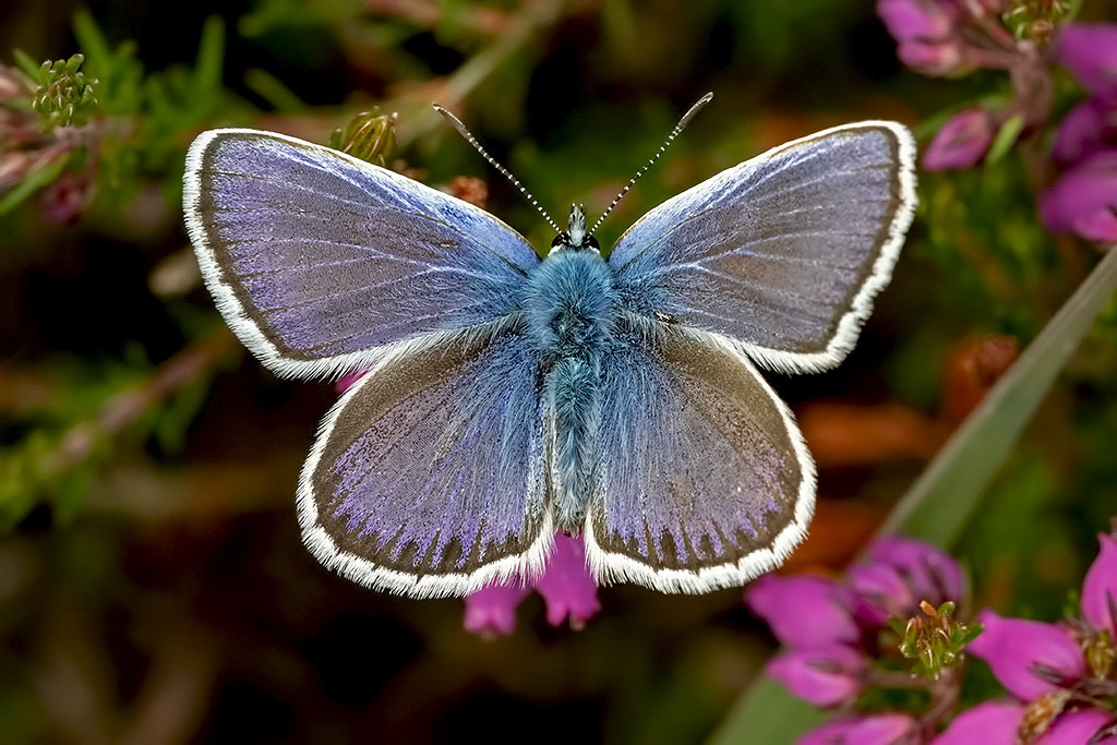 Silver-studded Blue