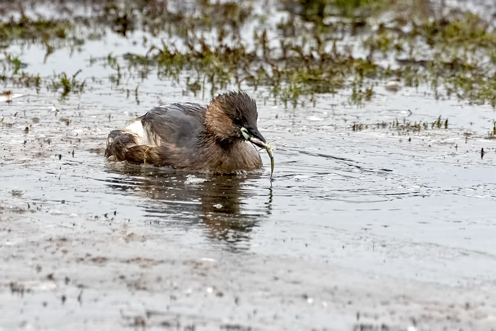 Little Grebe