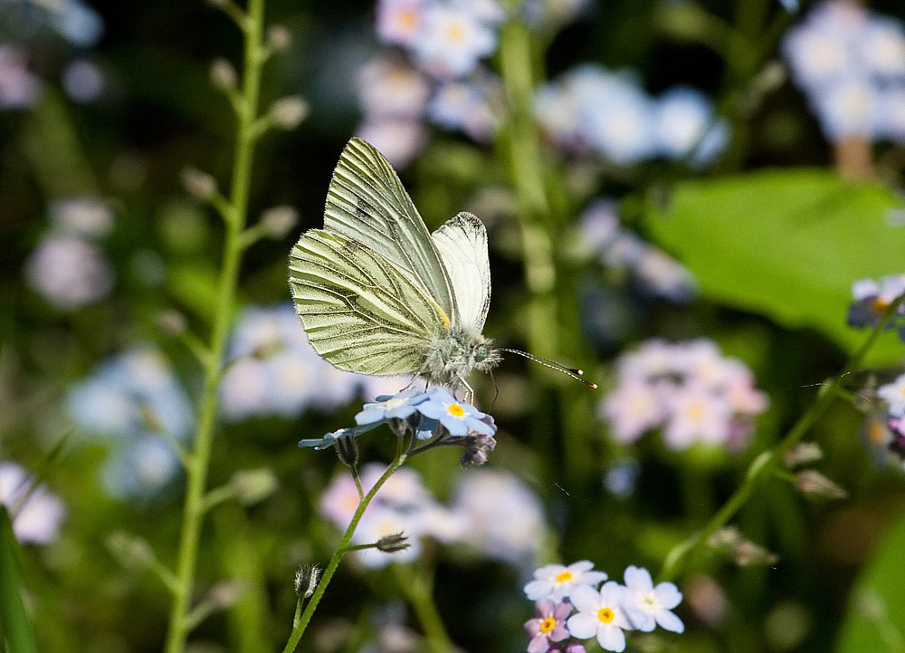 Green-veined White