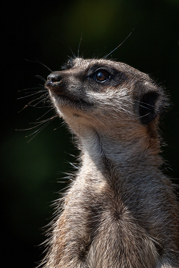Meercat