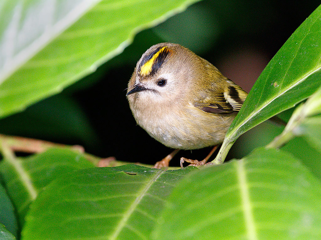 Goldcrest
