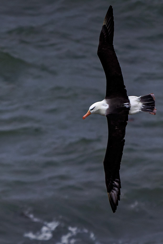 Black-browed Albatross