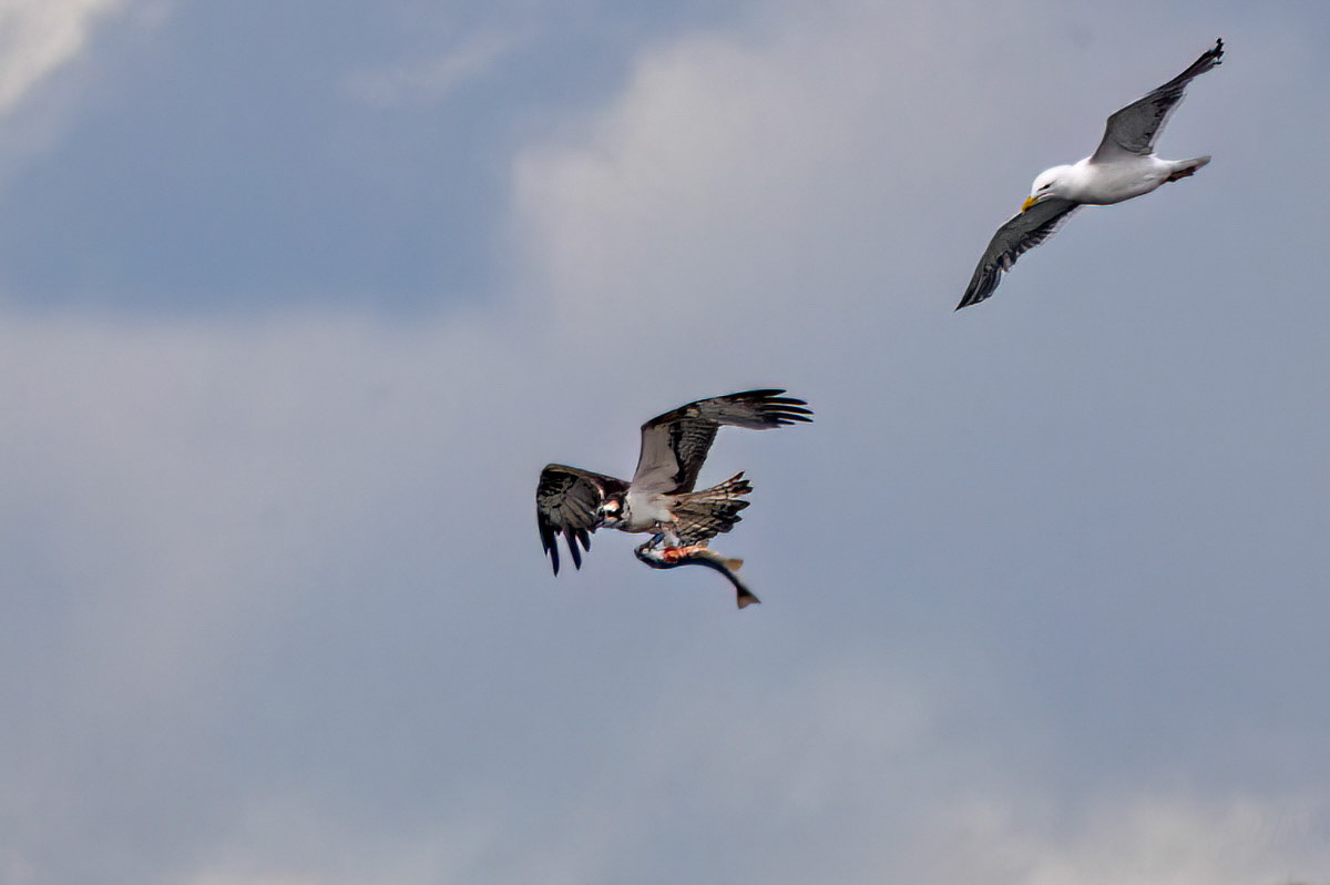 Osprey