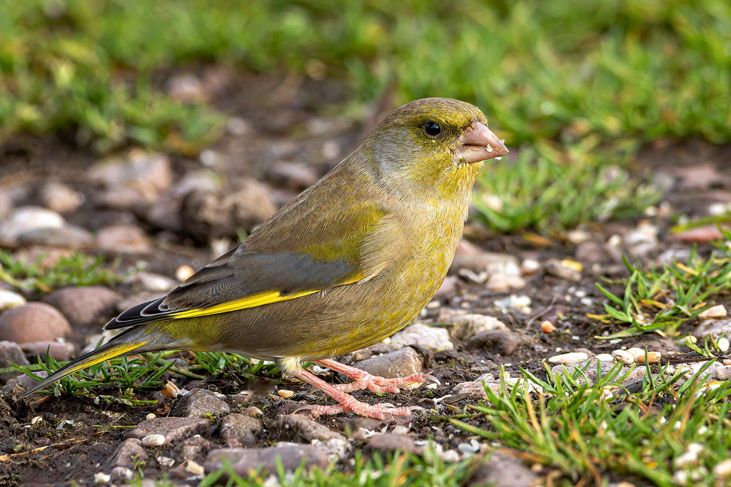Greenfinch