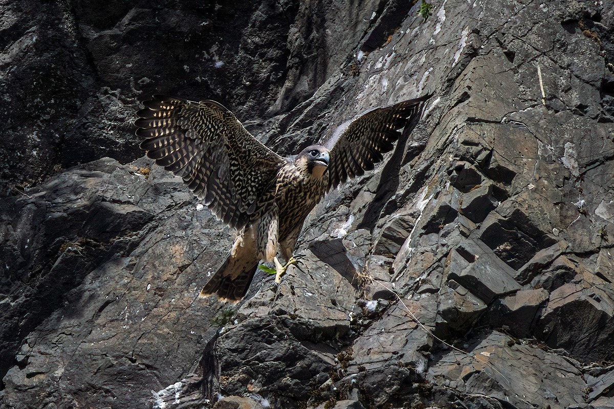 Peregrine Falcon