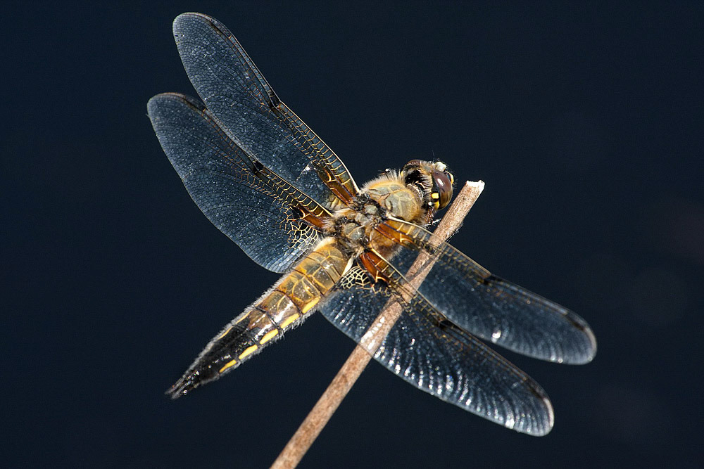 Four-spotted Chaser