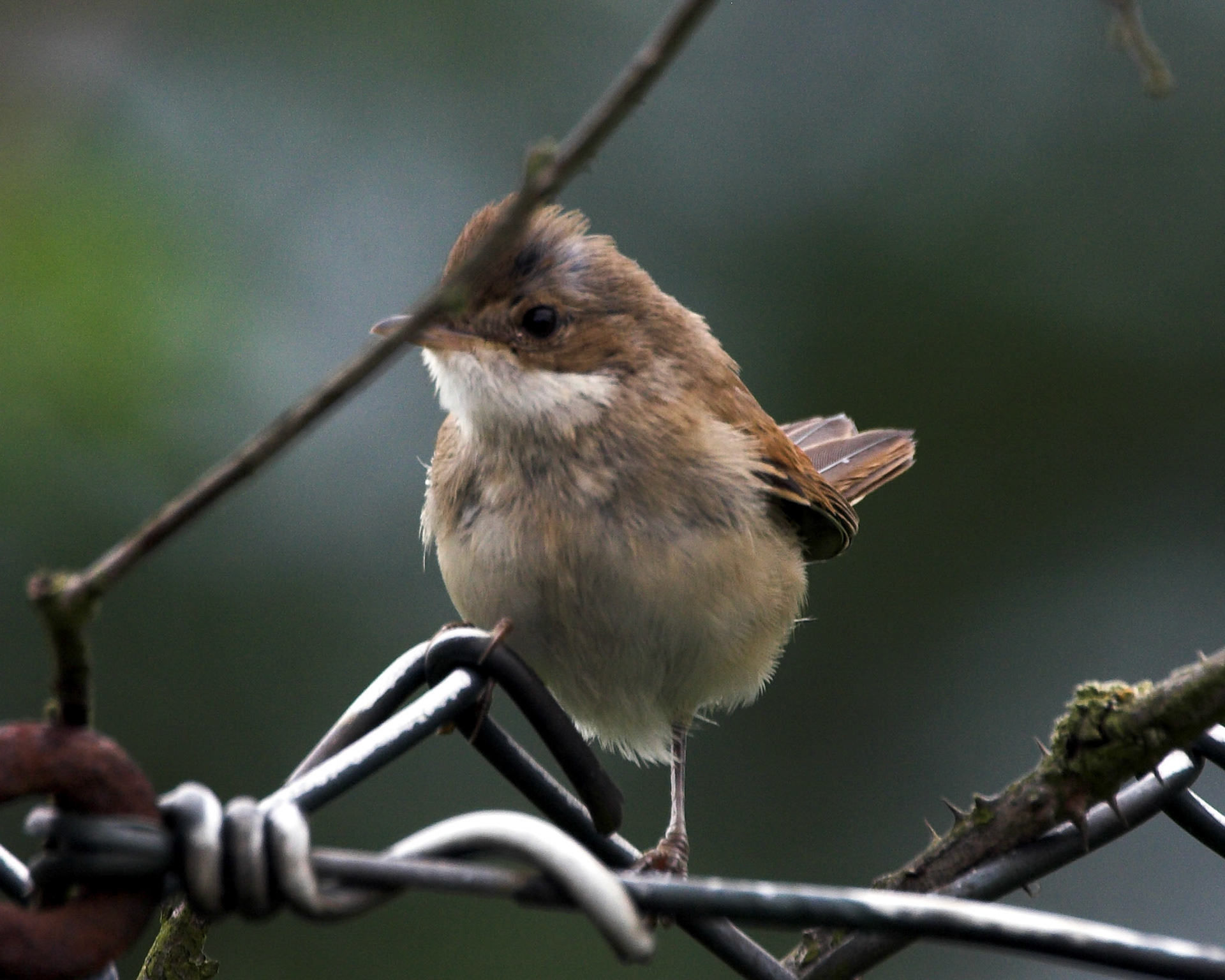 Whitethroat