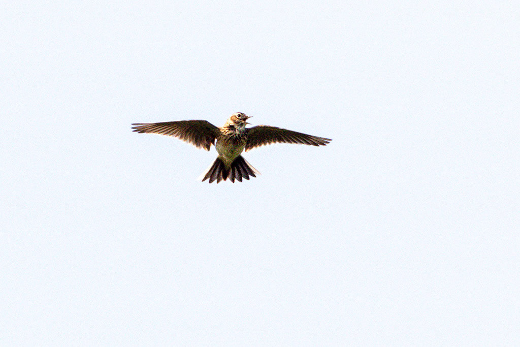 Skylark
