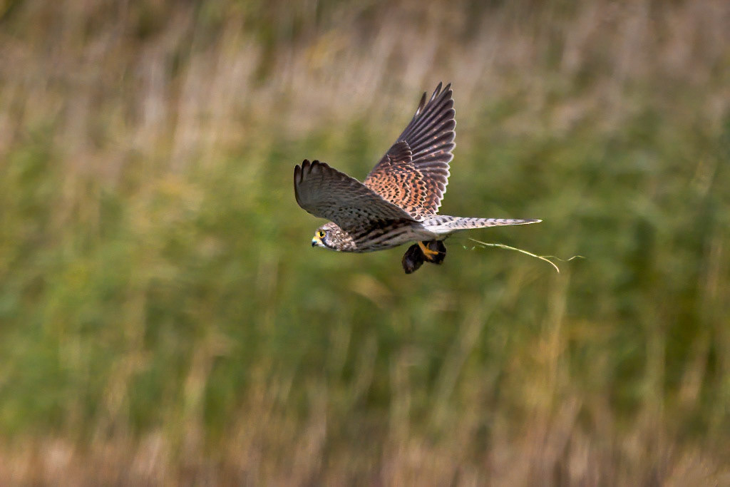 Kestrel