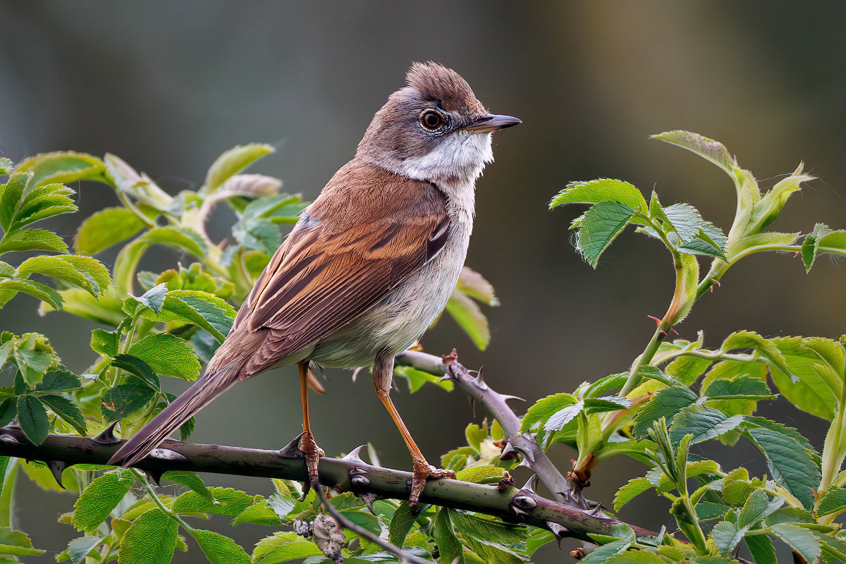 Common Whitethroat