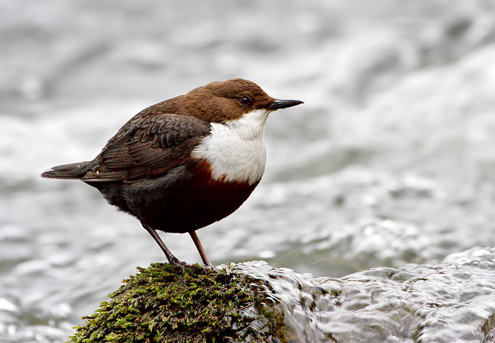 Dipper