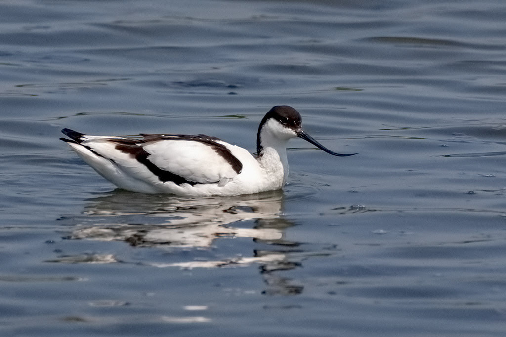 Avocet