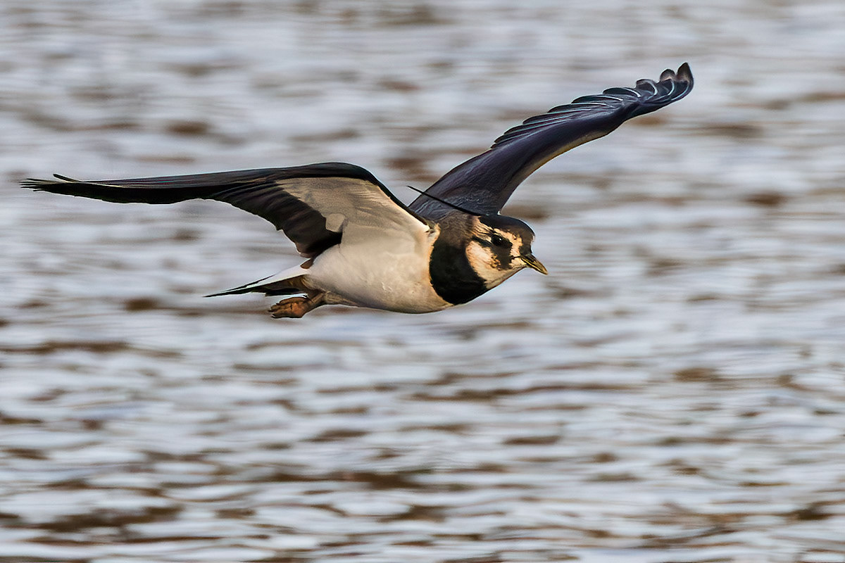 Lapwing