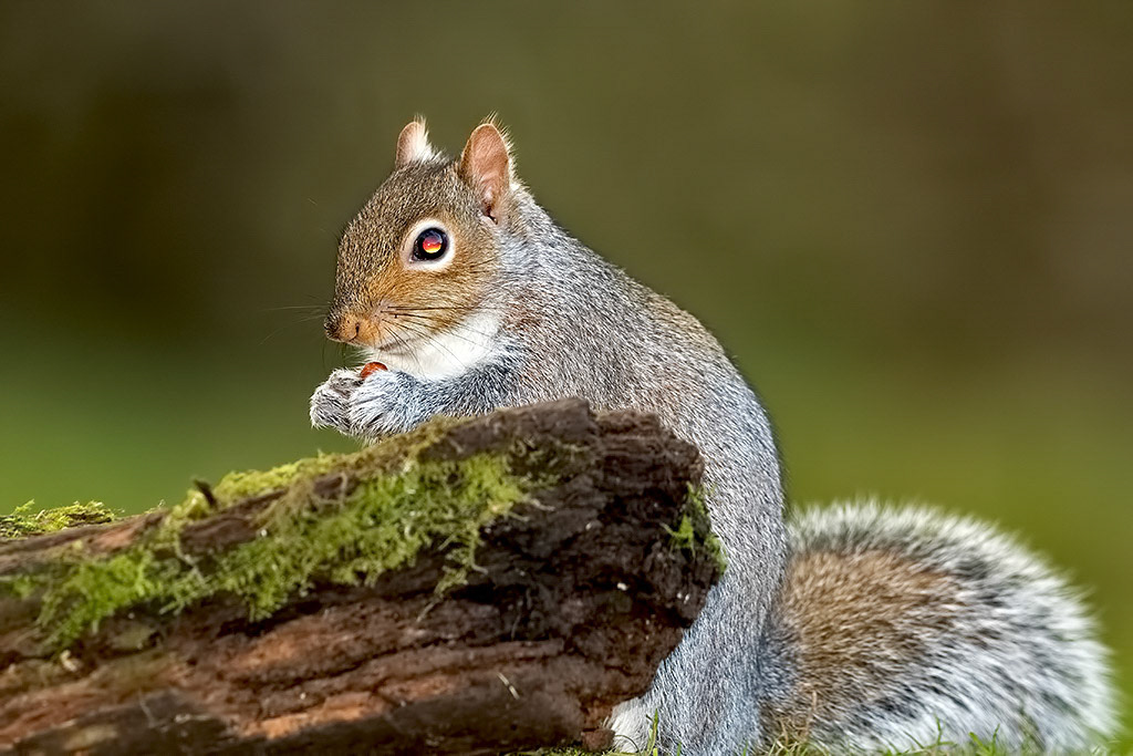 Grey Squirrel