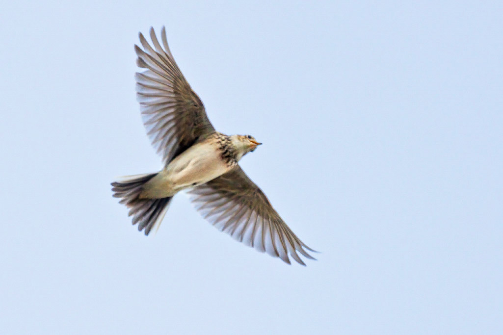 Skylark